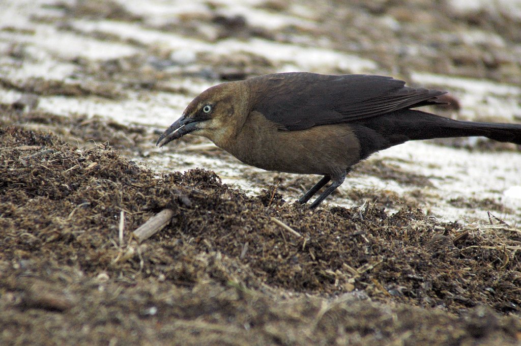 Grackle, Boat-tailed, 2006-05081668 Reeds Beach, NJ.JPG - Boat-tailed Grackle, Reeds Beach, NJ, 5-8-2006